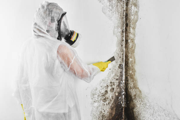 Best Mold Removal Process  in Celina, TX