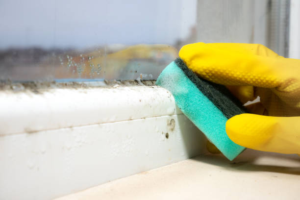 Best Emergency Mold Removal  in Celina, TX