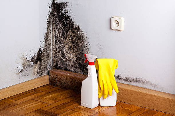 Best Toxic Mold Removal  in Celina, TX