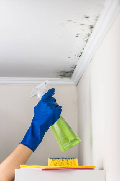 Best Black Mold Removal  in Celina, TX